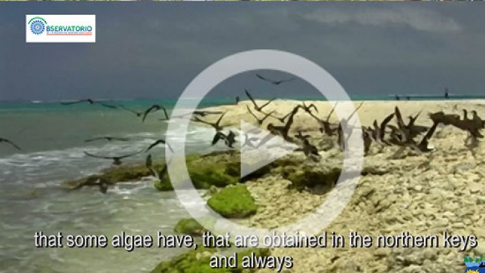 ALGAS SUB